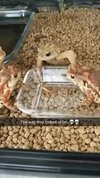 Feeding Time Shenanigans.jpeg
