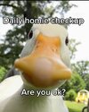 silly duck.jpeg