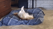 10370497-5828-4E92-9BFC-A15B6EFC5BF6.gif