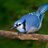 BlueJay